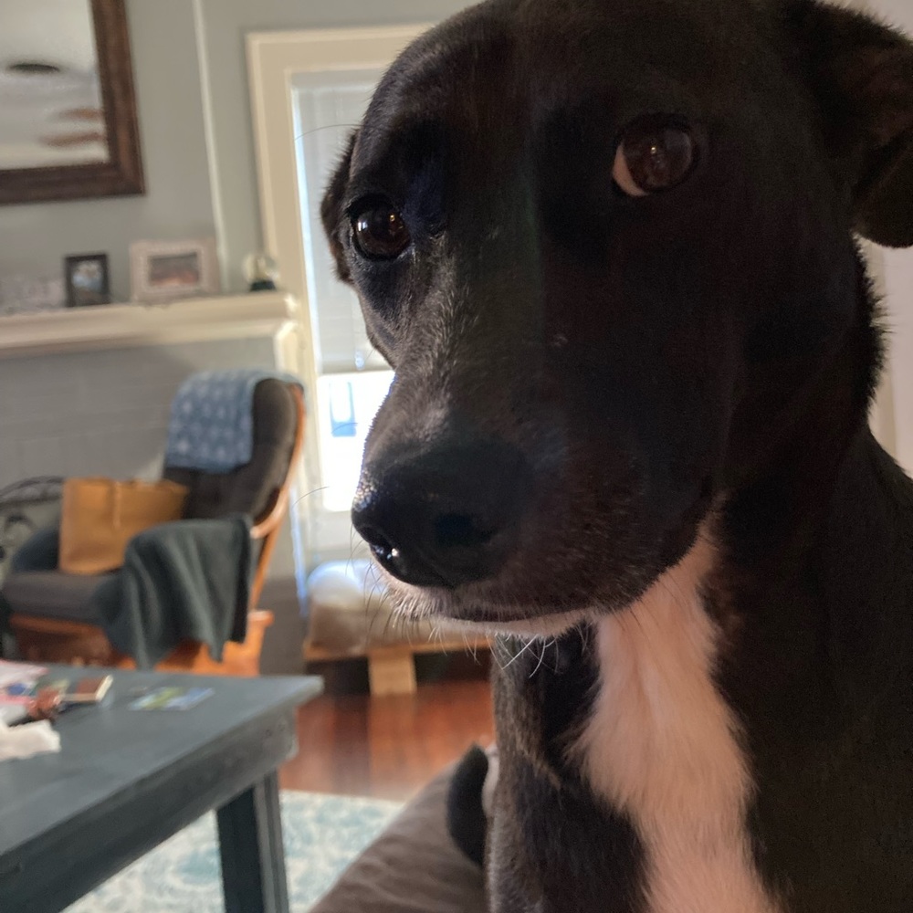 Meet your Posher, Lacy